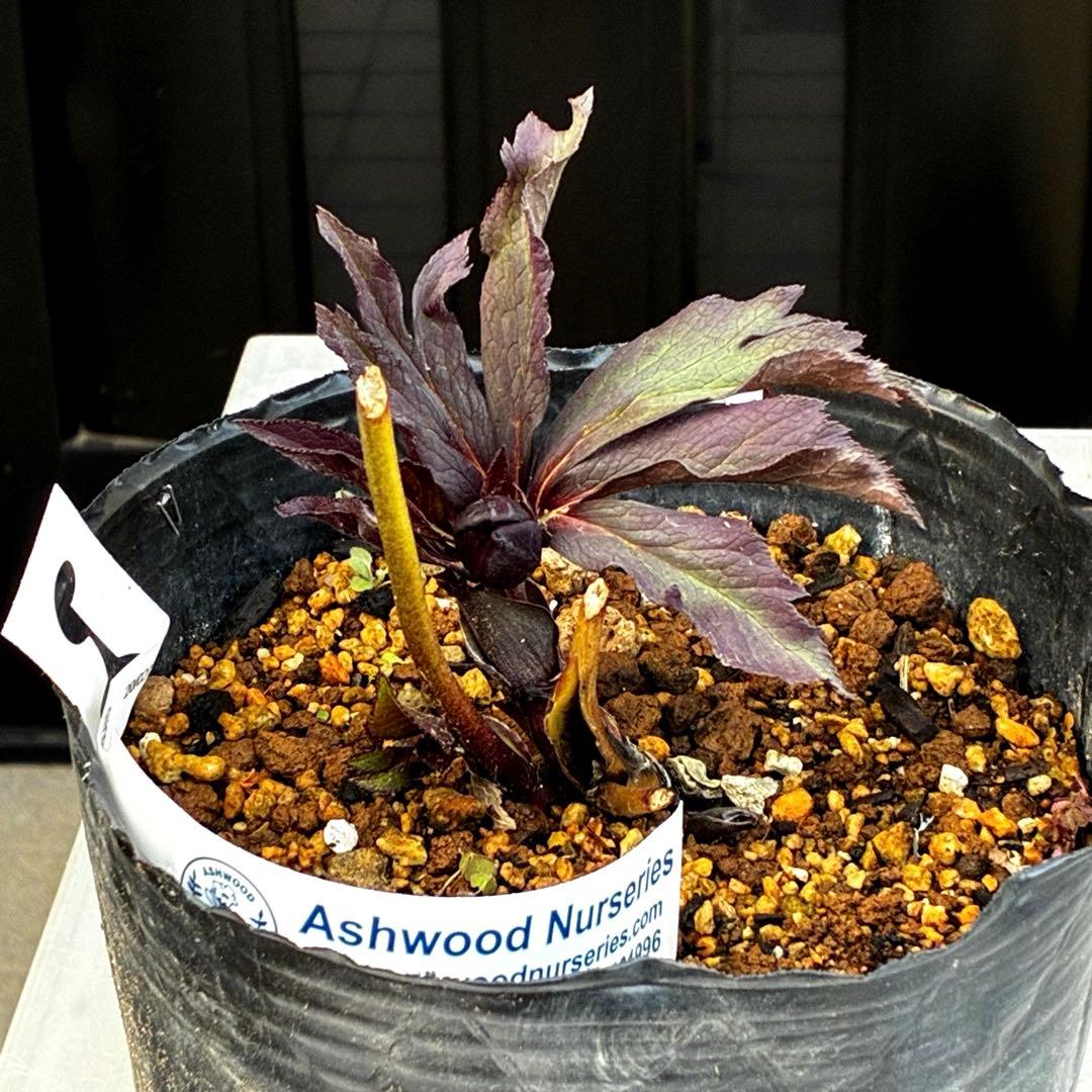 ☘️蕾花タグ付☘️超レア☘️6号⭐️DD⭐️BLACK⭐️llic⭐️Ashwood⭐️