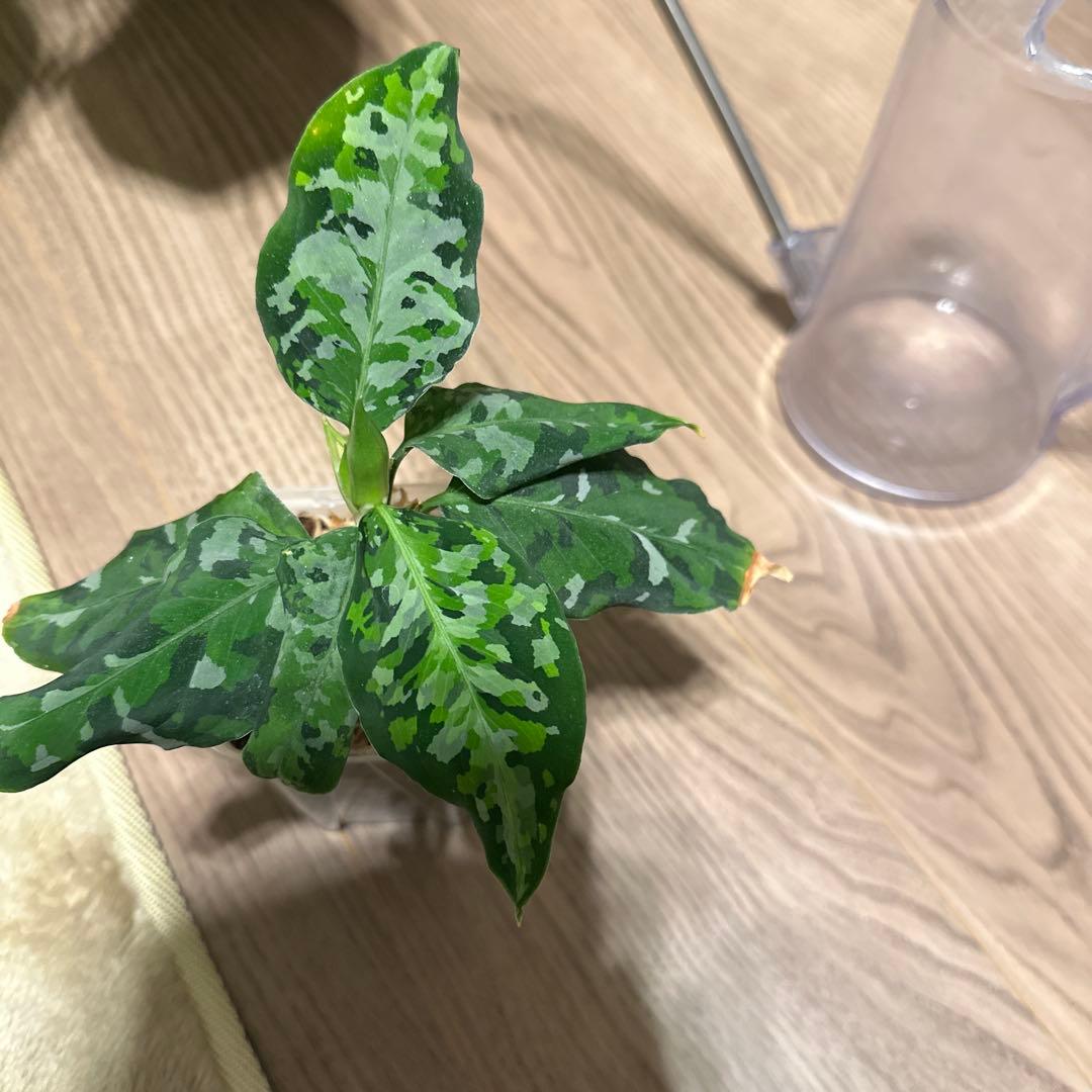 アグラオネマ　ピクタム　アンダマン　蕾つき