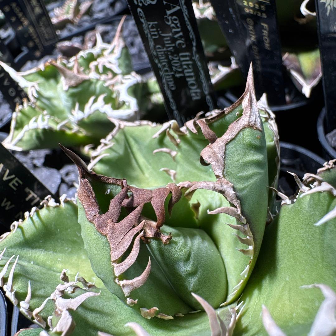 有名趣味家血統】アガベ⭐︎チタノタ⭐︎皇冠01⭐︎子株⭐︎台湾lize