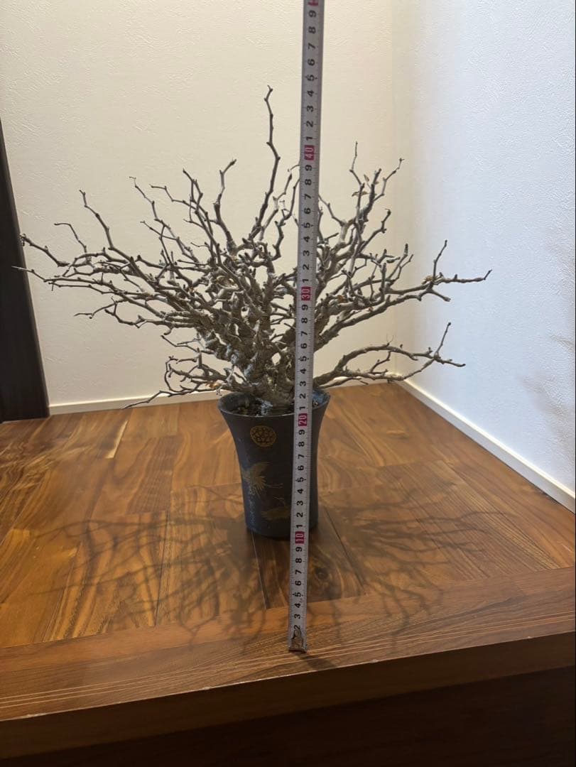 センナメリディオナリス