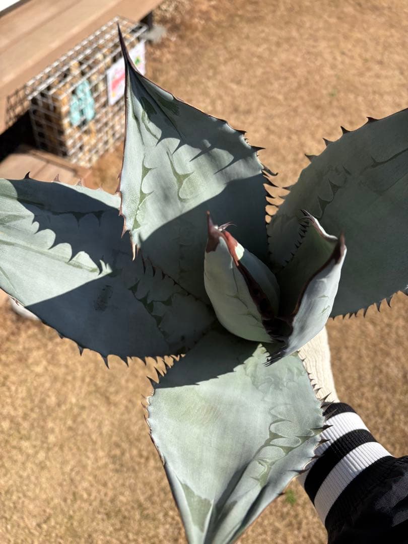 アガベ　チタノタ　チタノタブルー　大株 アガベ チタノタ ブラック&ブルー BB ＊大株＊ | FELICITA