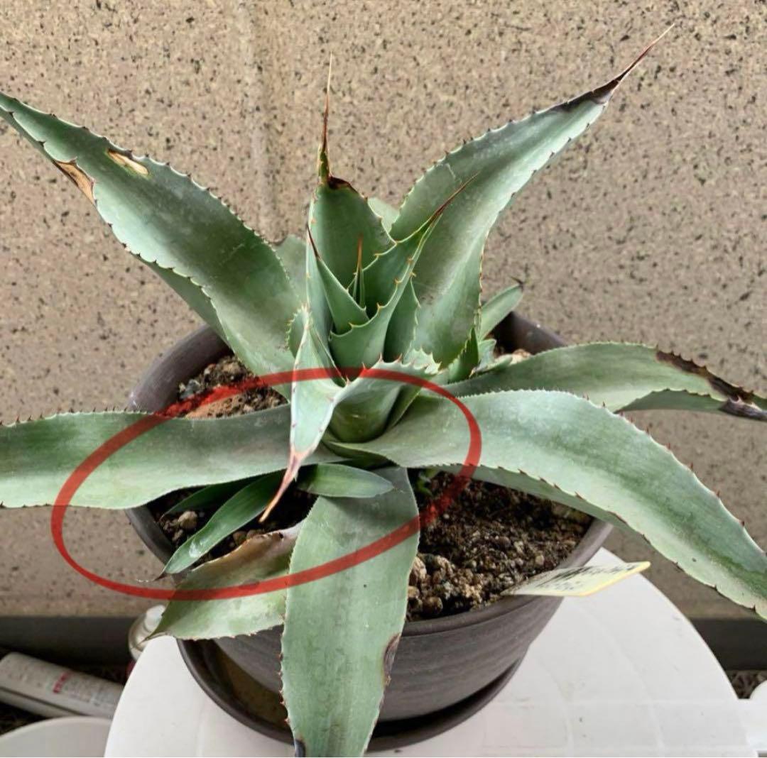 アガベ オバティフォリア バンジー 耐寒性あり カキコ1点 - メルカリ