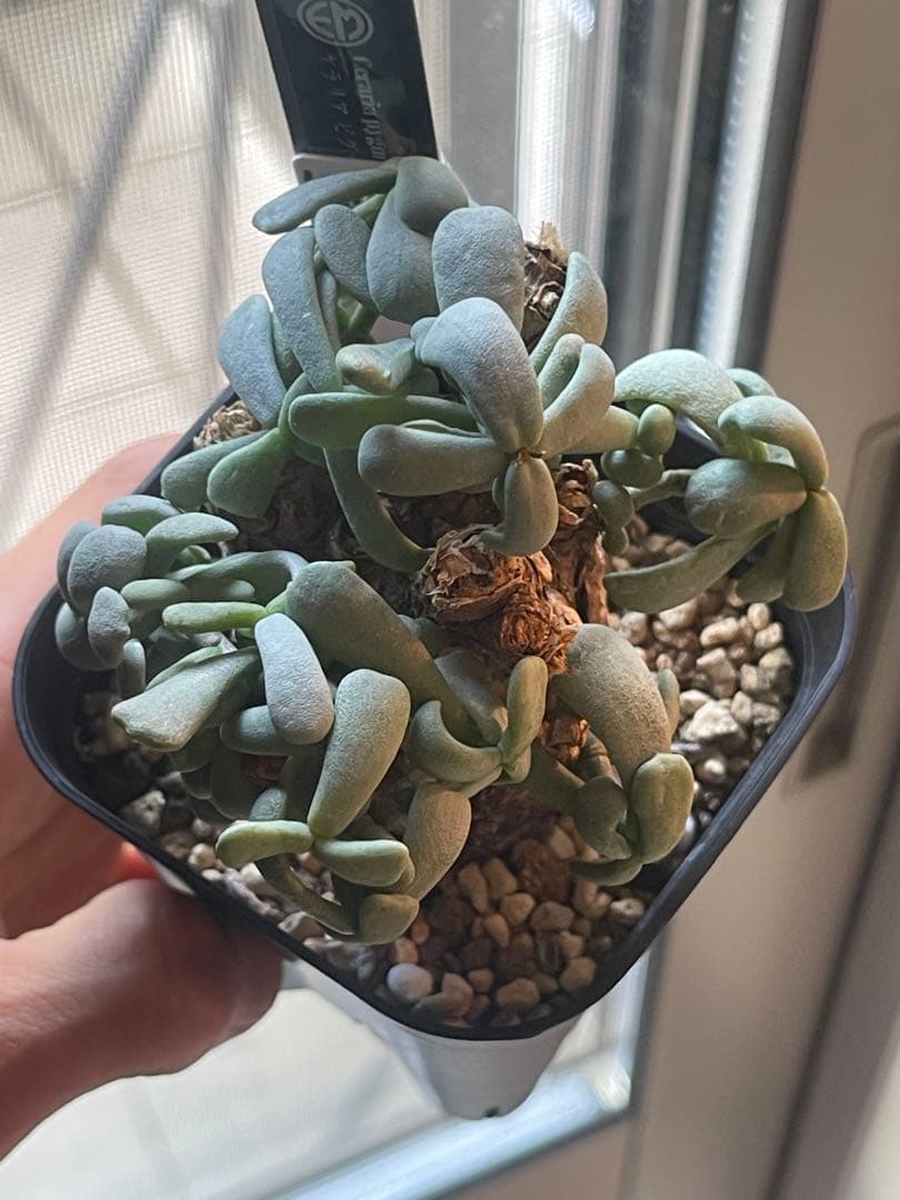 EMP ケラリア ピグマエア / 現地球 CX153 - メルカリ