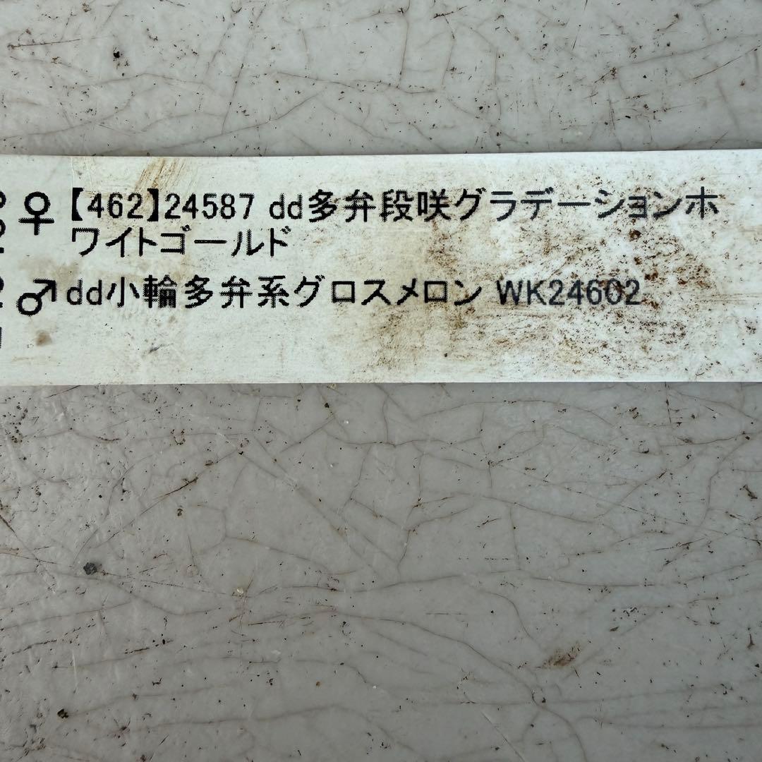 クリスマスローズ ダブル 4.5号 グロスメロン×グラデーションホワイト