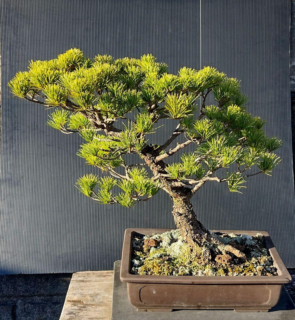 樹高12㎝石化ヒノキ檜小品盆栽真柏黒松五葉松楓桜梅