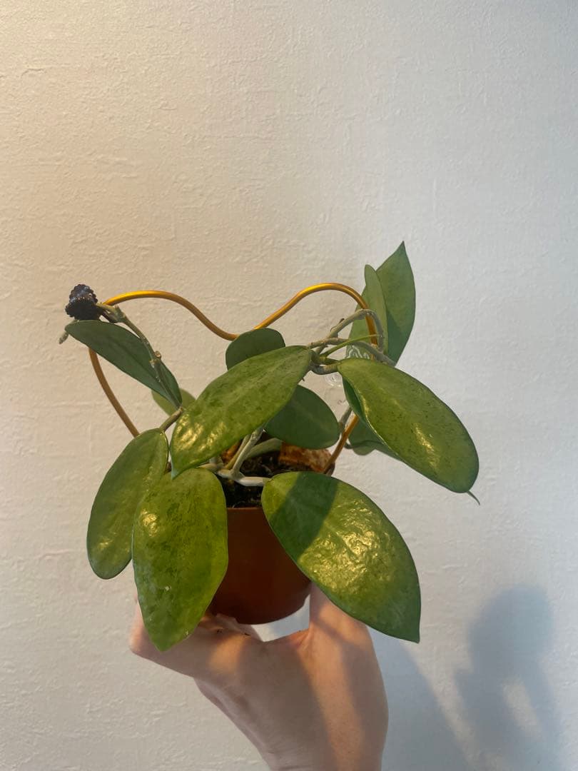 セール 美株レアホヤ シルバーレディHoya silver lady サクララン