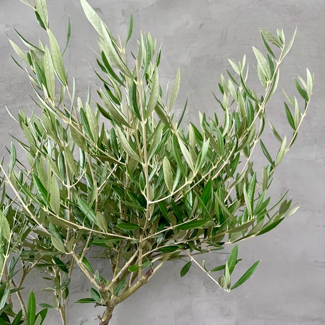 はなはな様専用 最高級樹形 幹極太 Souju オリーブ 【ピクアル】 10号