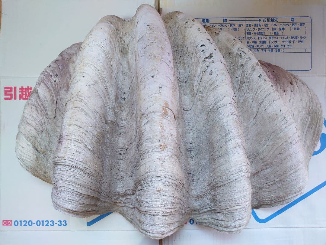 オオシャコガイ シャコ貝 約67×約44×24cm 約28kg 希少 天然