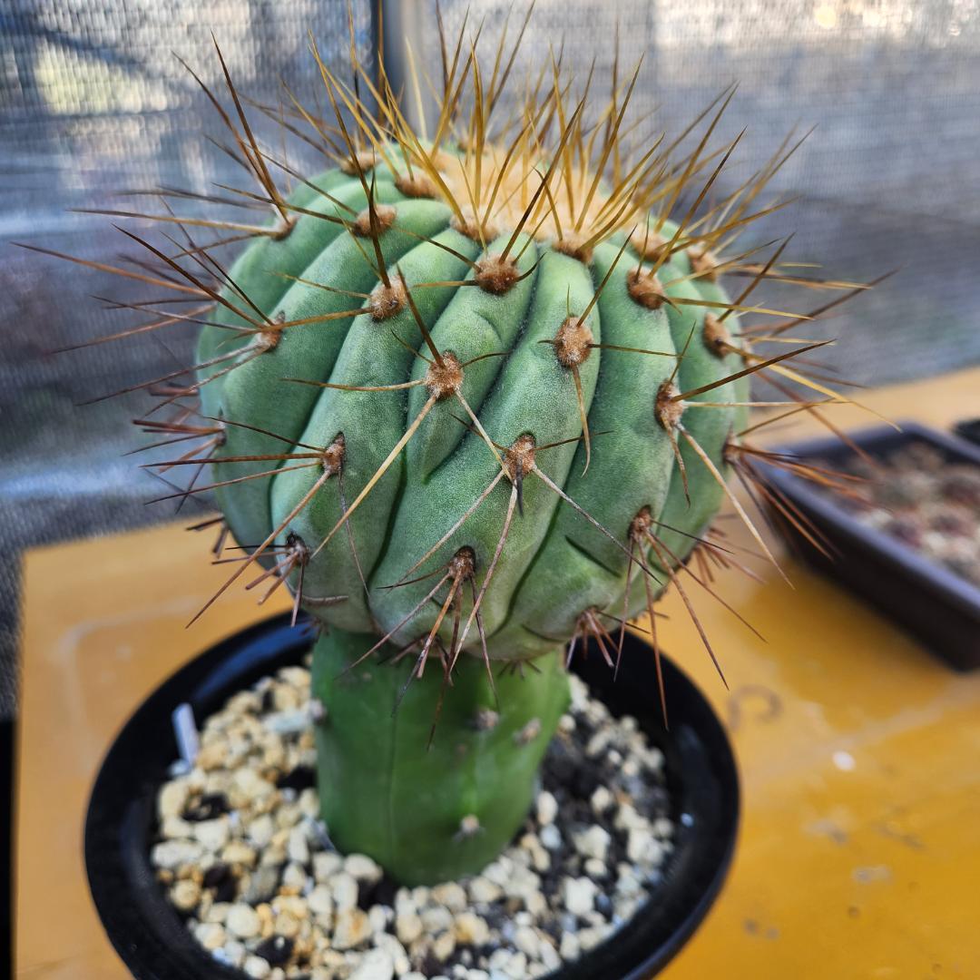 コピアポア　ギガンティア台付き コピアポア ギガンティア × 沖誠 作「Spiral - shallow - 」3号 植木鉢