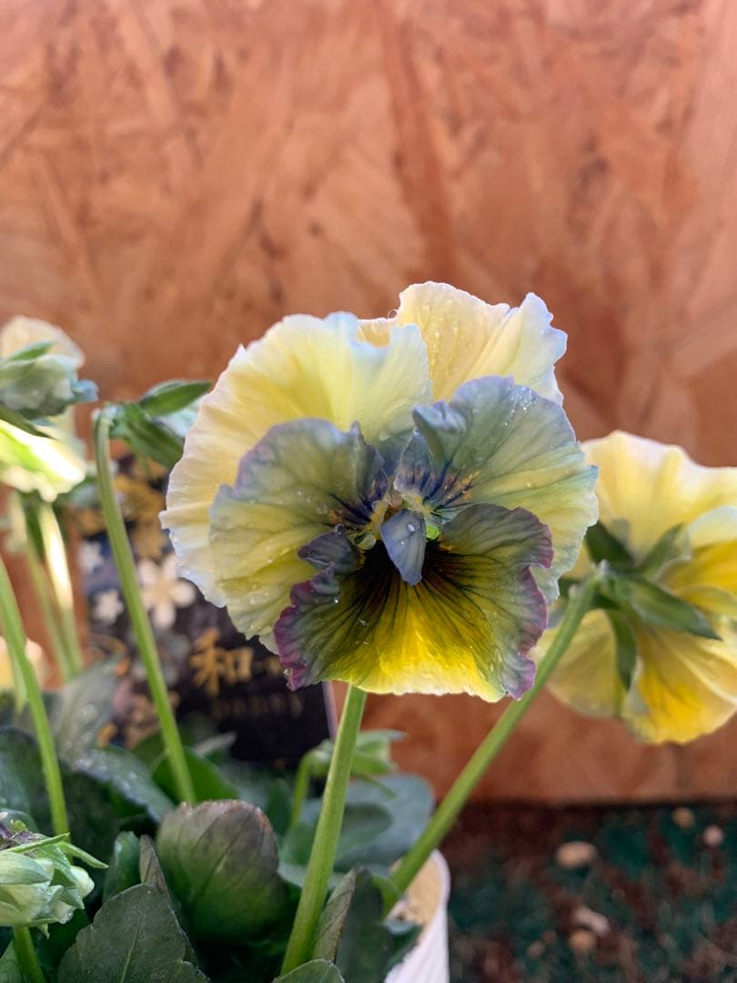 R*U様 \"和\" wa 2苗セット