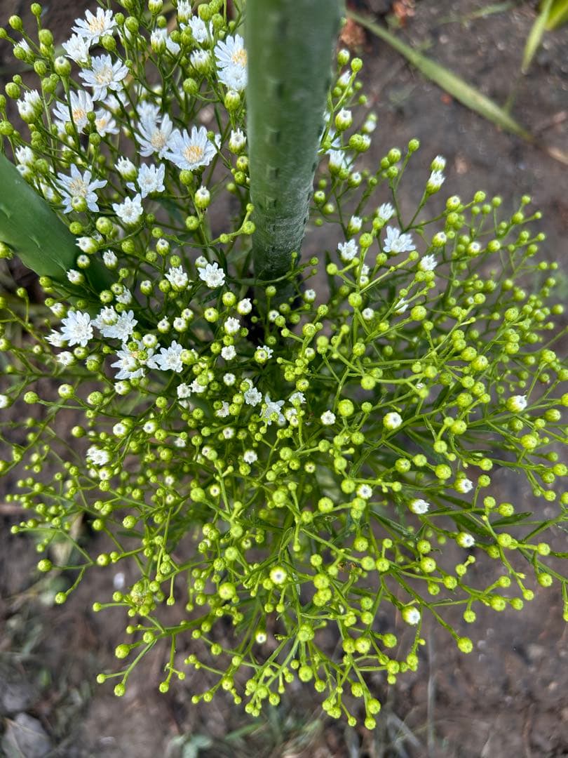 雪白柳葉友禅菊（セッパクヤナギバユウゼンギク）抜き苗2株 ポットの