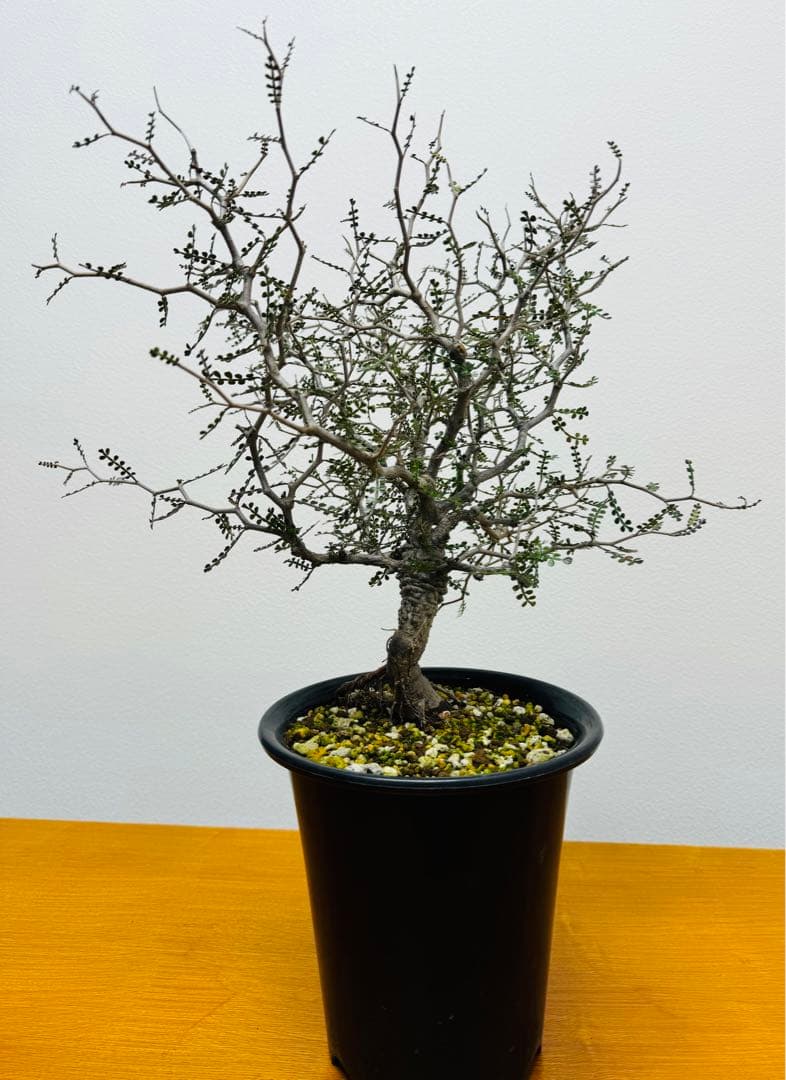 鉢植えのまま発送】オペルクリカリア・パキプス 実生10年株 - メルカリ