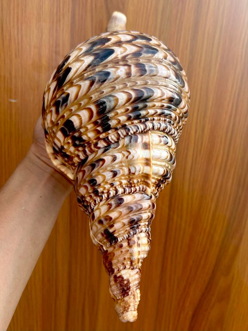 法螺貝　2個セット　(35.5cm 32.8cm)