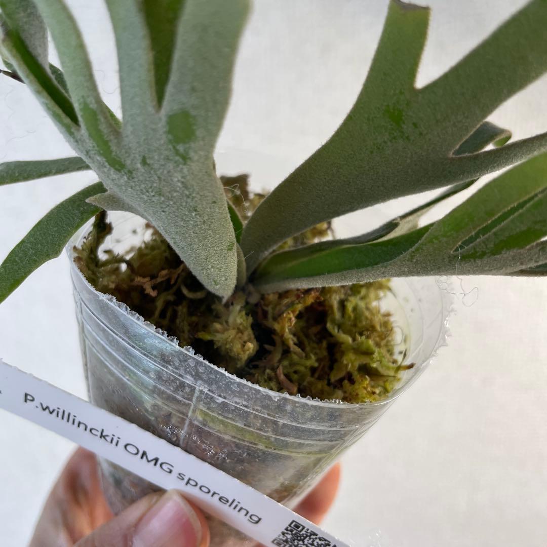 P.Willinckii 'OMG' spore - メルカリ