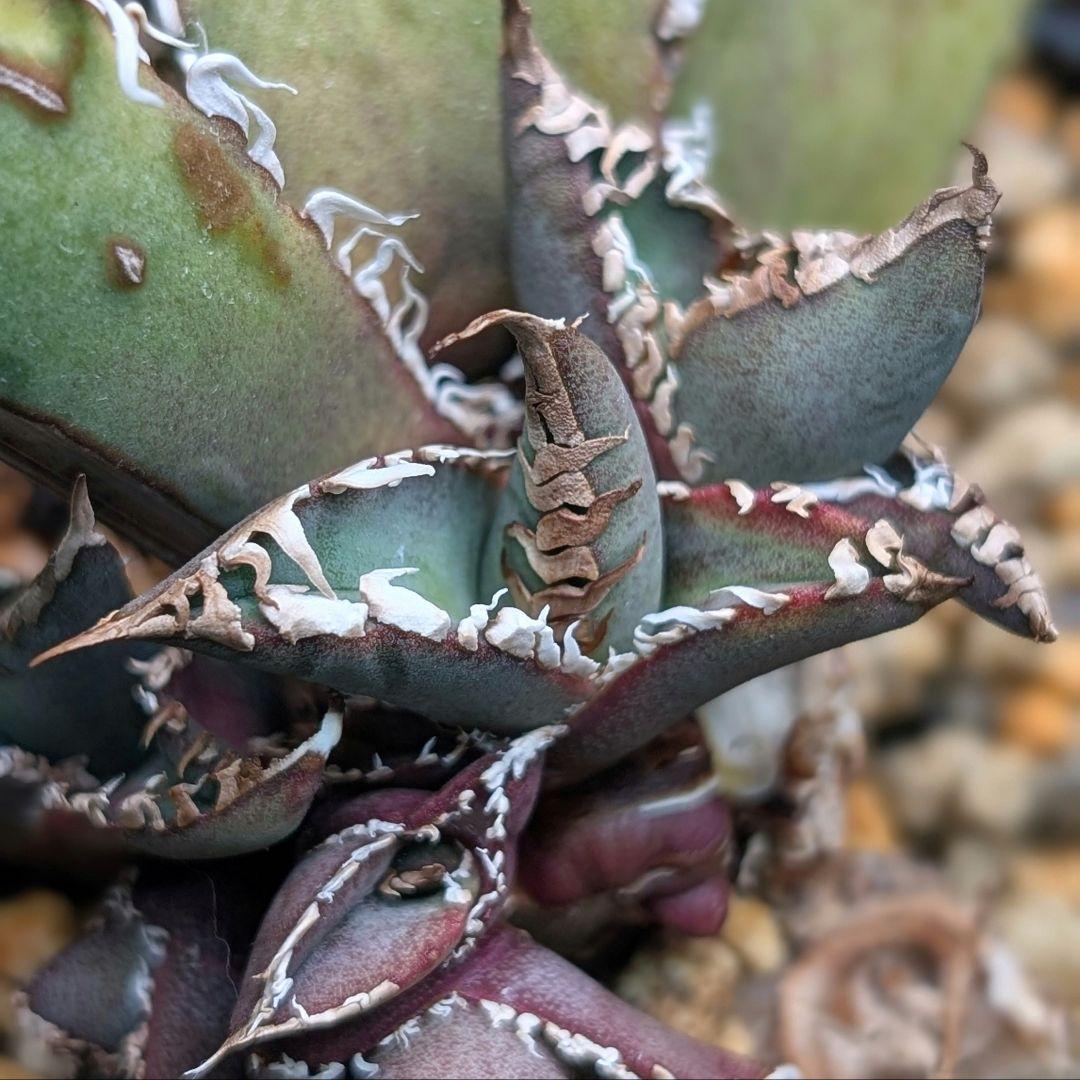 ⚠選抜実生好き必見⚠】アガベ チタノタ◤選抜実生 オテロイ◢ブルー系