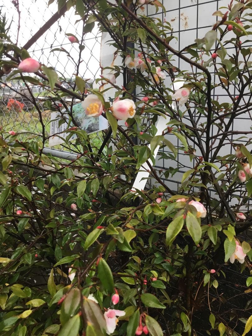 カメリアエリナ　１10センチ