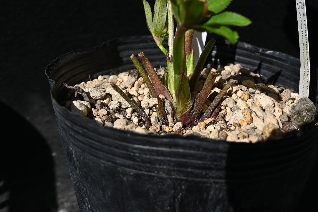 クリスマスローズ 最高級！認定アンティークモーリー メビウス交配