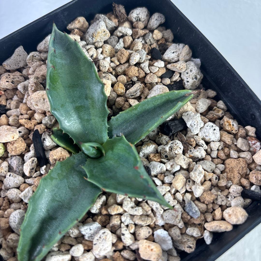 アガベ フェロックス グリーンゴブレット錦 子株 カキコ 地植え - メルカリ