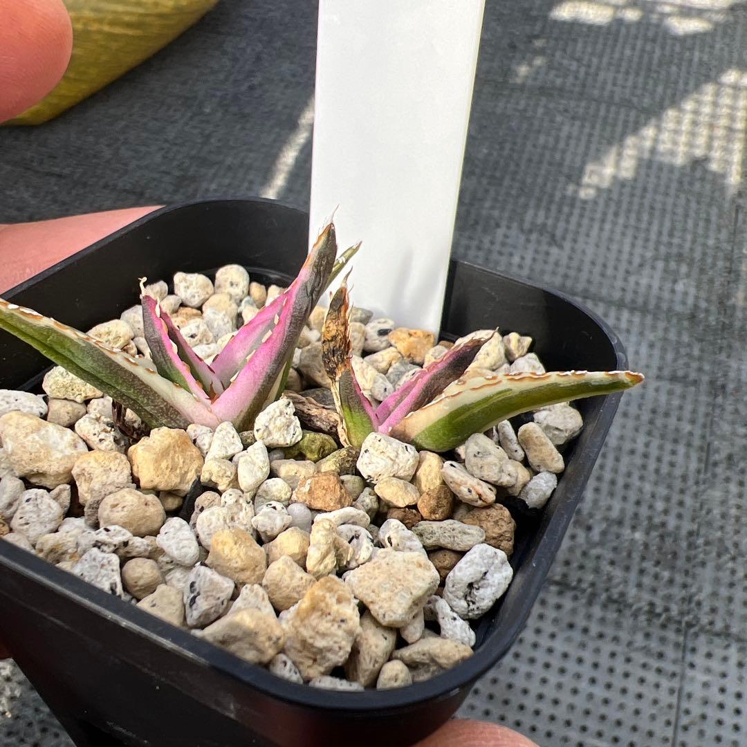 アガベ 氷山 子株2株セット - メルカリ