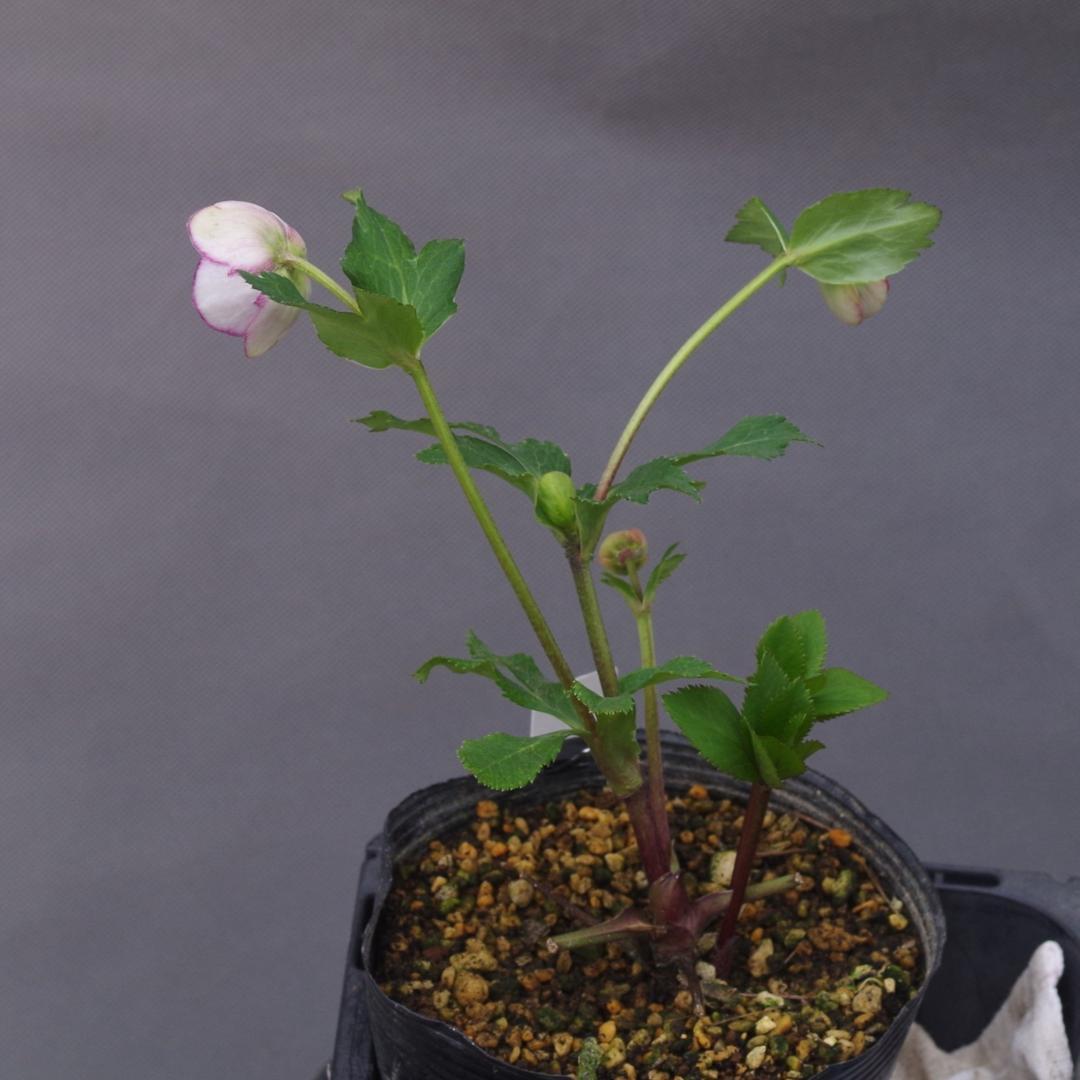 7381 認定！アンティークモーリー クリスマスローズ開花 加藤農園