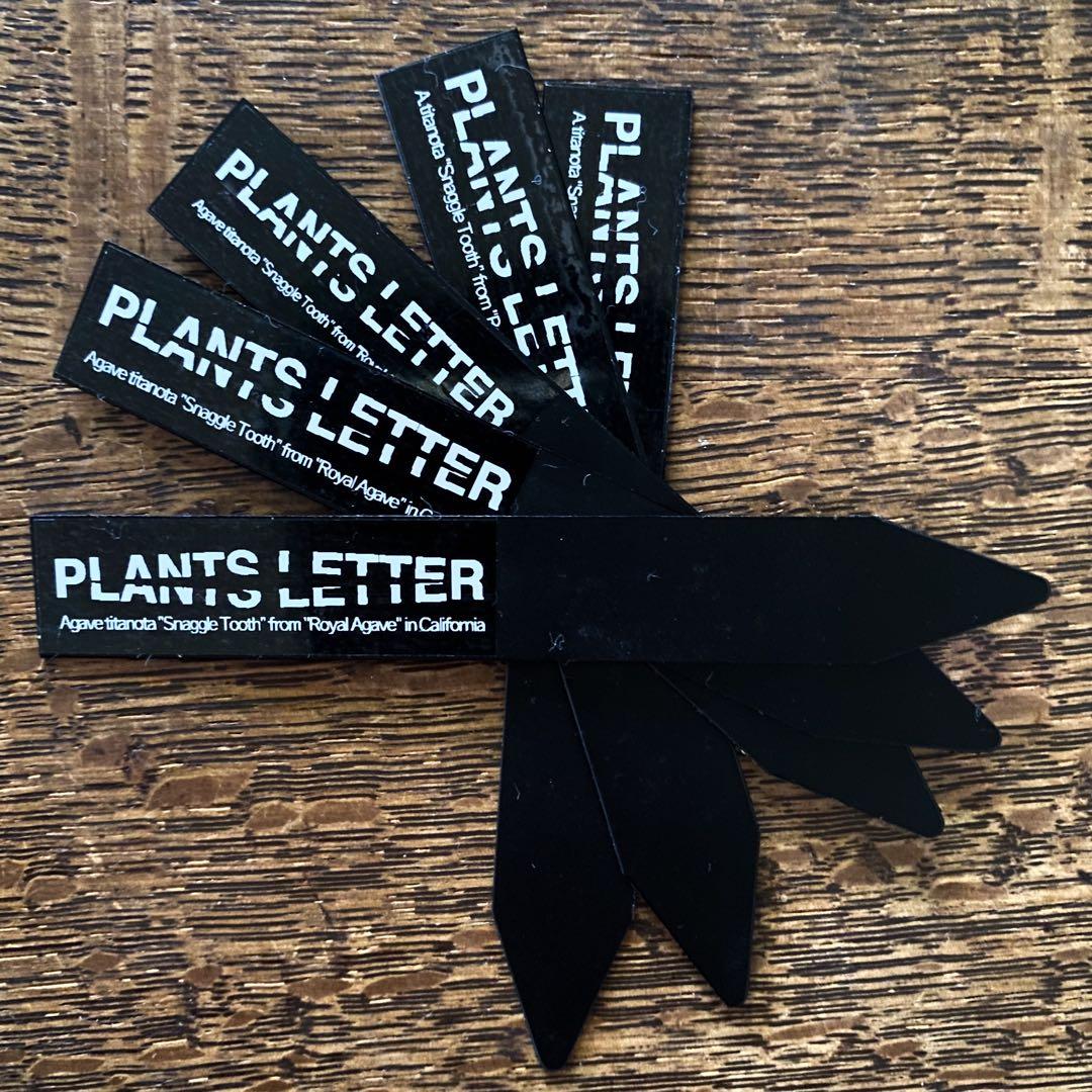 20%offアガベ オテロイ種オアハカ20粒fromルイスcollaboウリエル