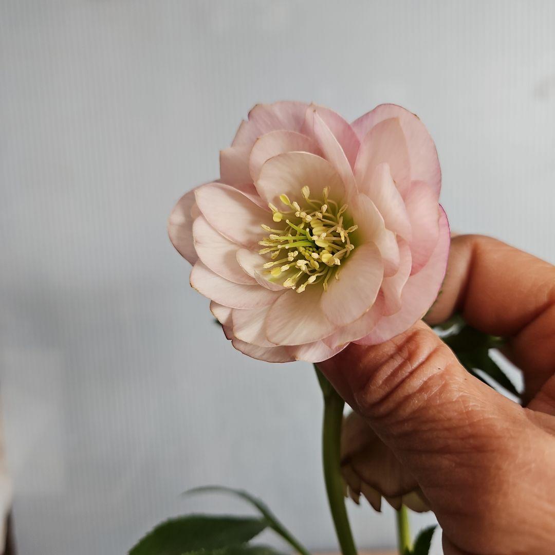 ☆謙信様ご購入苗✿✿㉕-122㉕-165㉕-457クリスマスローズ