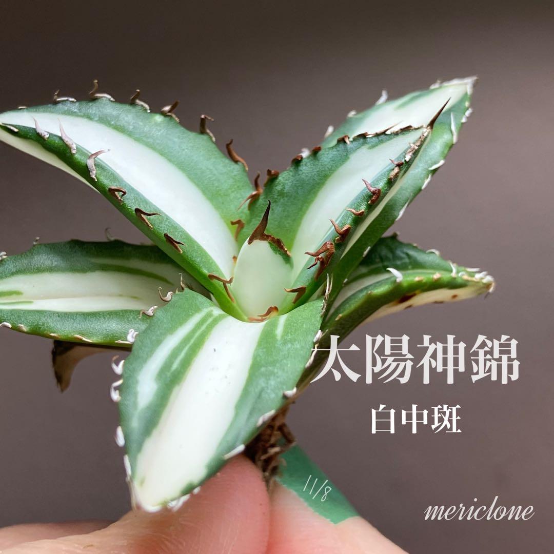 【8の日限定価格】サイズ大　アガベ　チタノタ　太陽神錦　白中斑　TC 根付き アガベ チタノタ 太陽神 白中斑【発根管理中】TC株 Agave titanota Sun
