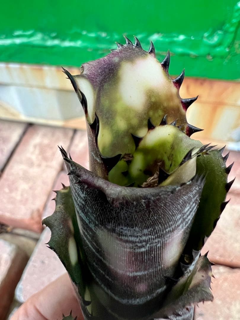 ビルベルギア ドミンゴス マルティンス 極上株 リサ - メルカリ