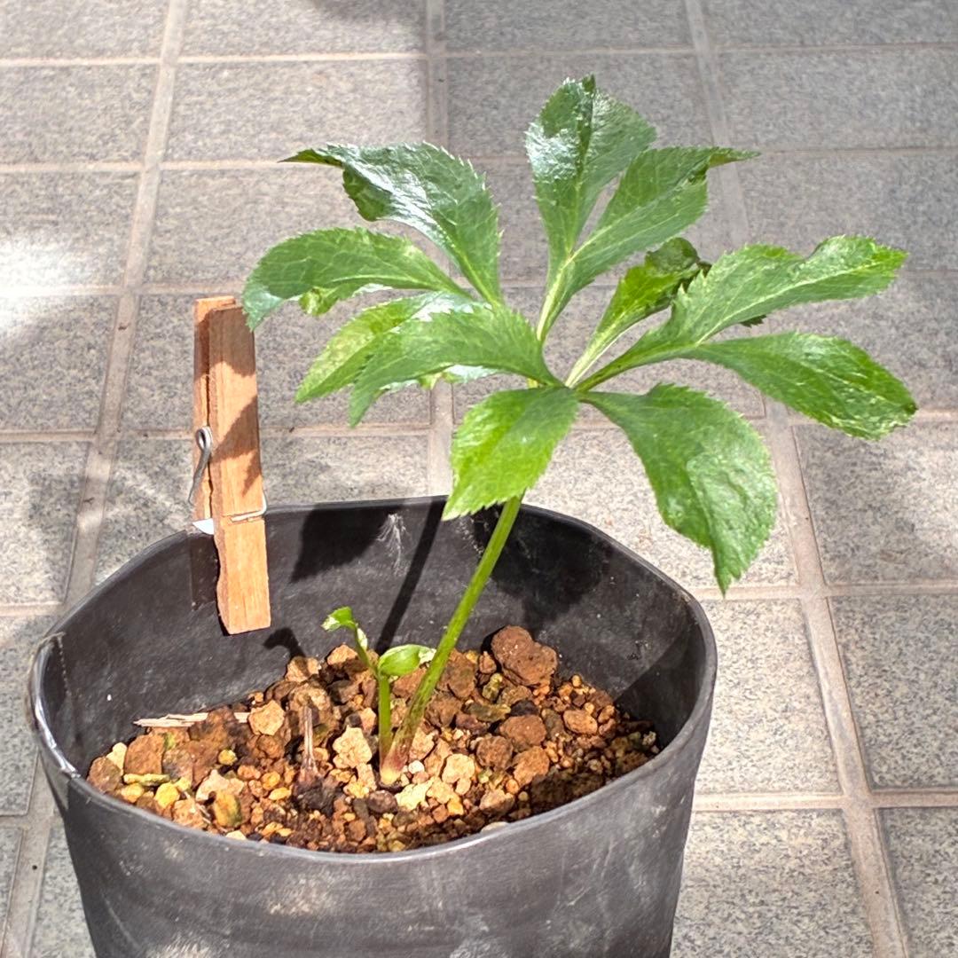 ヒ*イ様 ❤️開花株❤️根充実❤️893【ダーク　超多弁⭐️立体的球体⭐️】