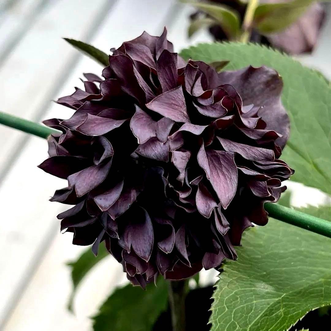 ヒ*イ様 ❤️開花株❤️根充実❤️893【ダーク　超多弁⭐️立体的球体⭐️】