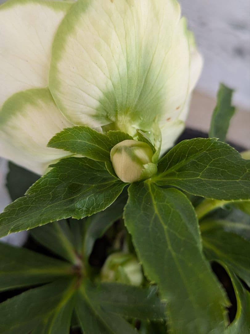 現品・ポットまま発送】超希少 曽田園芸クリスマスローズ 利休④