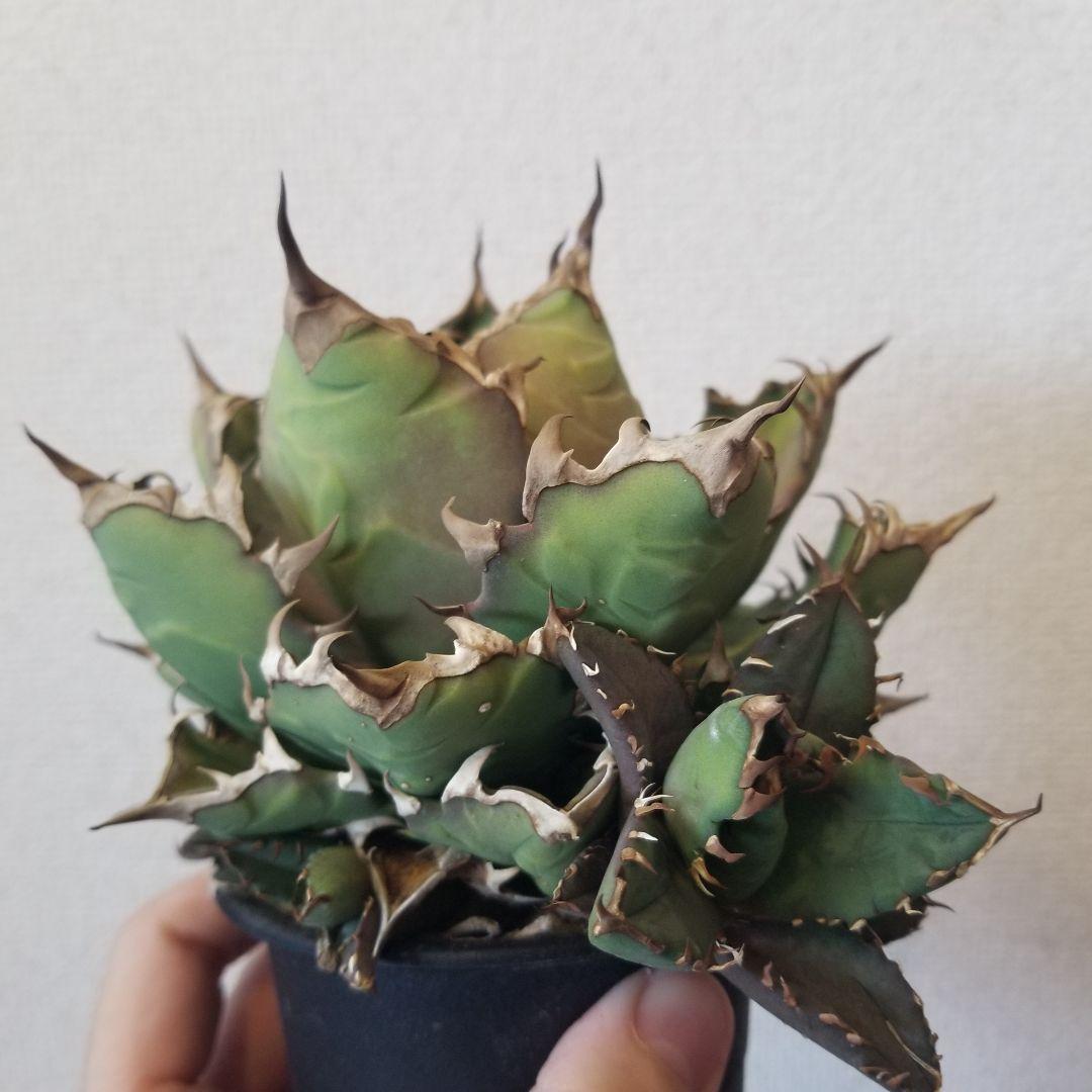 アガベ　姫厳竜 姫厳竜】アガベ チタノタ 姫厳竜の育て方｜小型でムッチリ仕上げるため