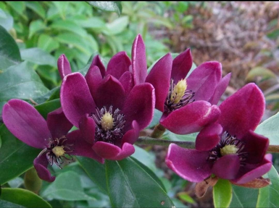 ✴️カラタネオガタマ ・ パープルクイーン ✴️とても珍しい濃紫色花 ✴️バナナの香り 園芸ネット本店｜オガタマノキ：パープルクイーン5号ポット[印象的な紫