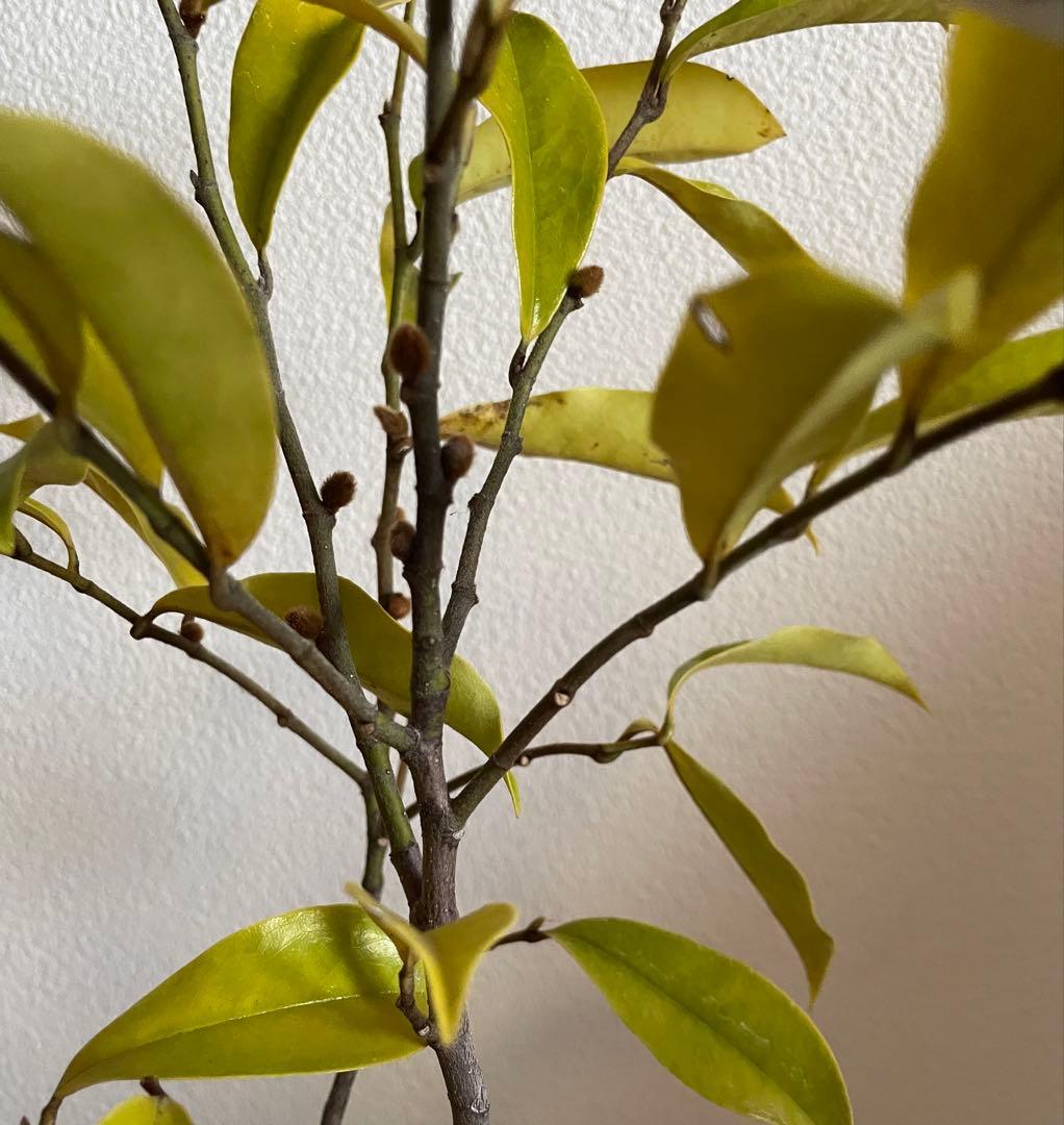 ✴️カラタネオガタマ ・ パープルクイーン ✴️とても珍しい濃紫色花