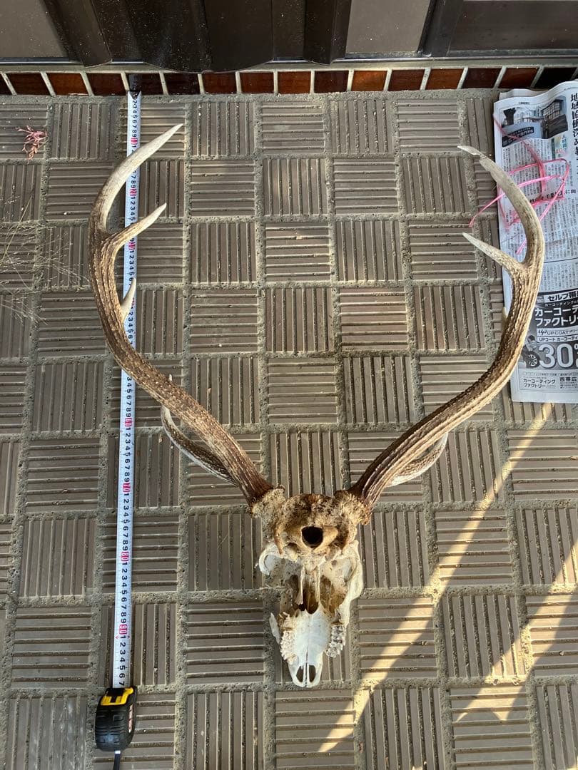 鹿の頭骨 鹿の角 エゾシカ エゾシカの頭骨 雄成体 鹿の頭蓋骨 北海道｜Yahoo!フリマ（旧PayPay