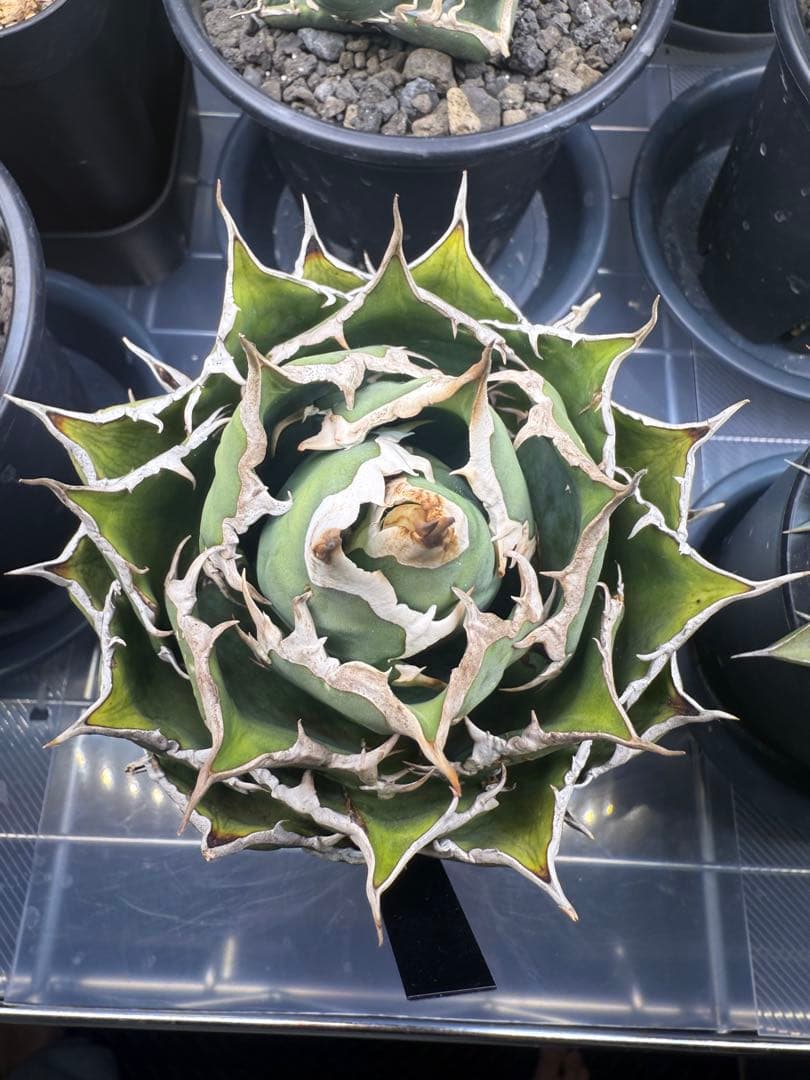 親株出品　アガベチタノタ \"fo07\" agave titanota