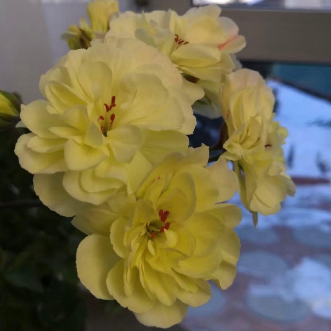 希少品種ゼラニウム レア品種ゼラニウム 超珍しいゼラニウム wrm001A