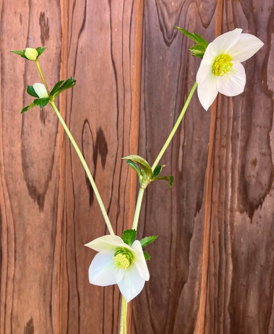 marge様ご検討用