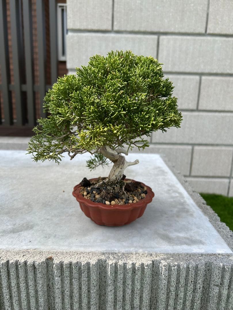 糸魚川真柏 盆栽