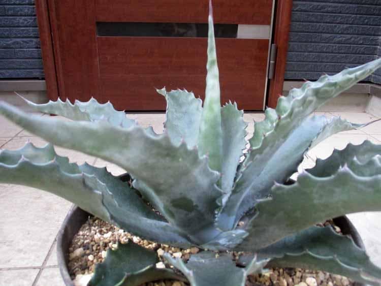 現品】アガベ サルミアナ・フェロックス ”ローガン・カルホーン” 10号