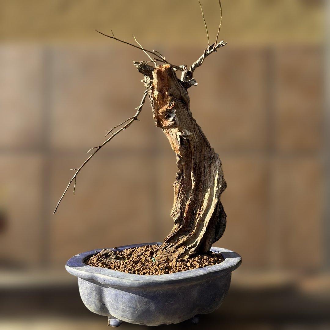 甲州野梅 甲州野梅（青軸） [赤富士園]