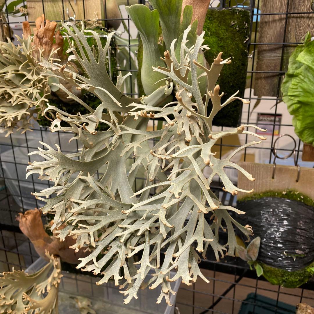 ③ yellow moon dwarf sporeling 胞子 ビカクシダ ☆ P. willinckii 'Yellow Moon' dwarf sporeling 待望の胞子葉ターン