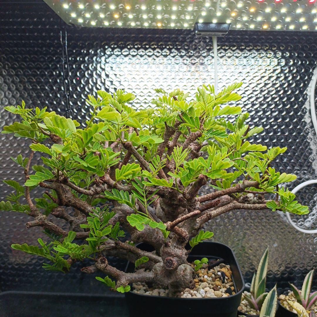 センナ　メリディオナリス　特大　極太 発根済　④