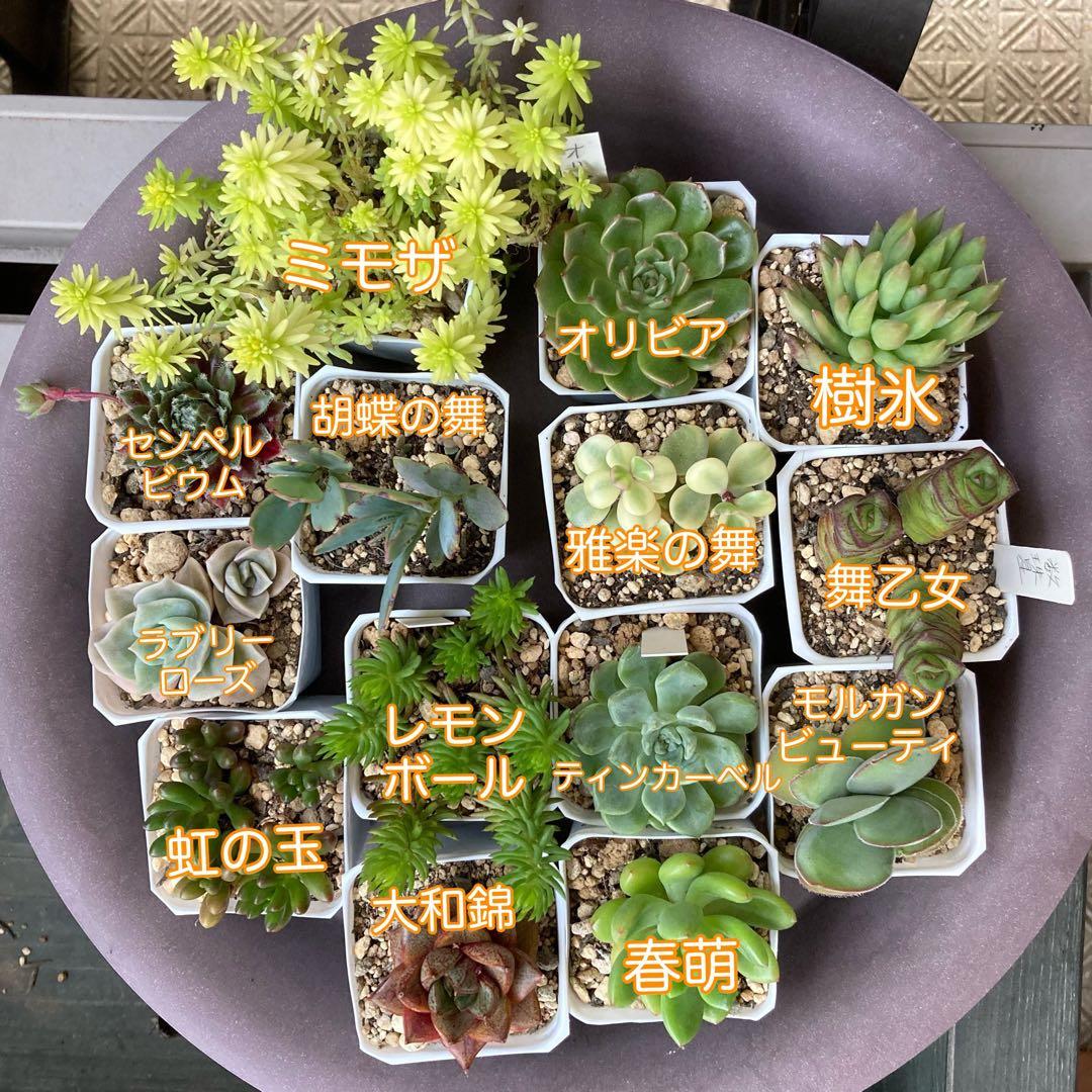 ■ 多肉植物 ミモザ・大和錦・モルガンビューティ等 抜き苗 ■ 14種類 多肉植物 マジョール ミモザ カット苗 セダム - メルカリ