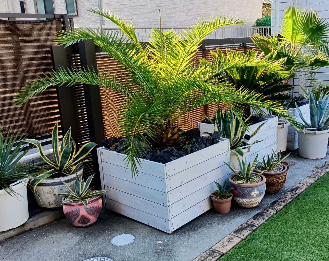 【手渡限定】カナリーヤシ カナリーヤシ Phoenix canariensis No.1 | mana's farm:塊