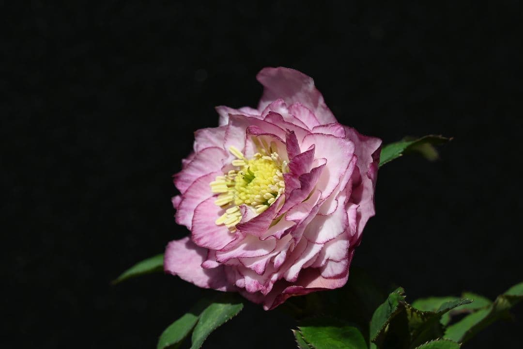 クリスマスローズ 希少！認定ピンクアフロディーテ 加藤農園 - メルカリ