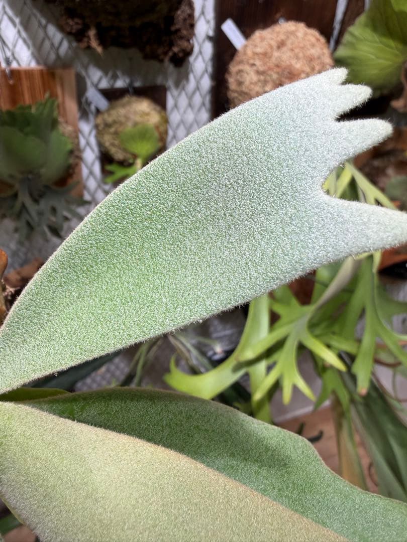 OMG×コットンクラウド 子株 板付け ビカクシダ - メルカリ