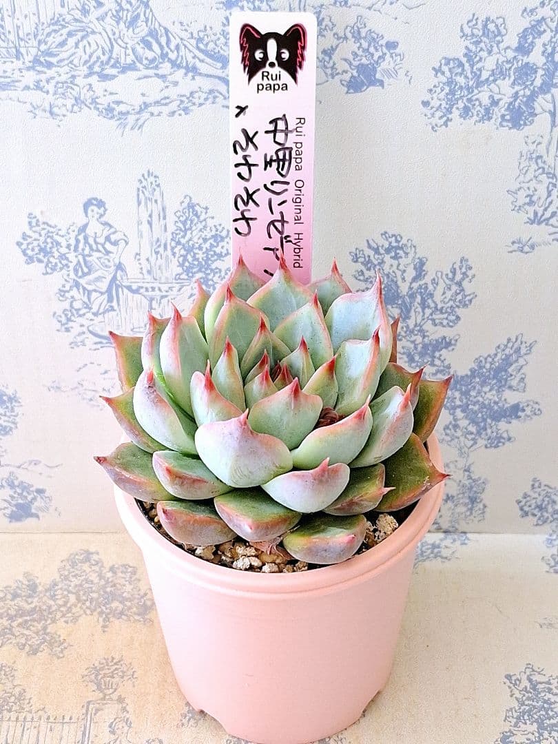 中里リンゼアナ×そわそわ札付きポットごとメルカリ便ルイパパさん苗