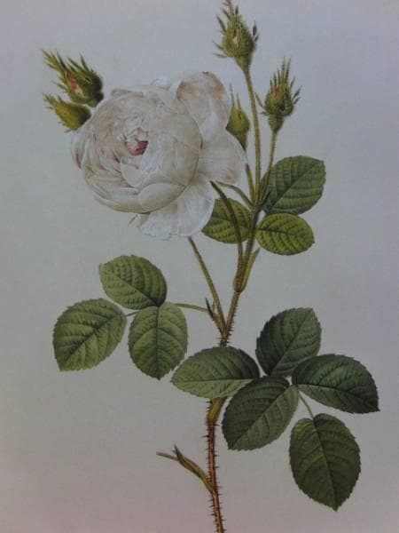 Pierre-Joseph Redout、The Roses3、希少画集画