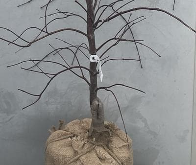 《現品》赤枝垂れ紅葉（アカシダレモミジ）樹高1.4ｍ（根鉢含まず）51【苗木】